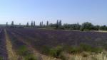 Dans le sud de l'Ardèche, les champs de lavandins bleuissent