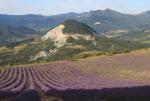 Lavande de Haute Provence